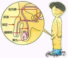 前列腺